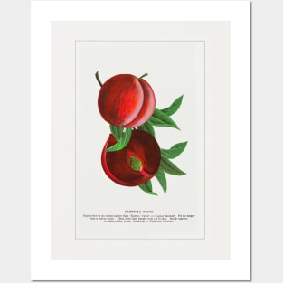 Satsuma Plum lithograph (1900) Posters and Art